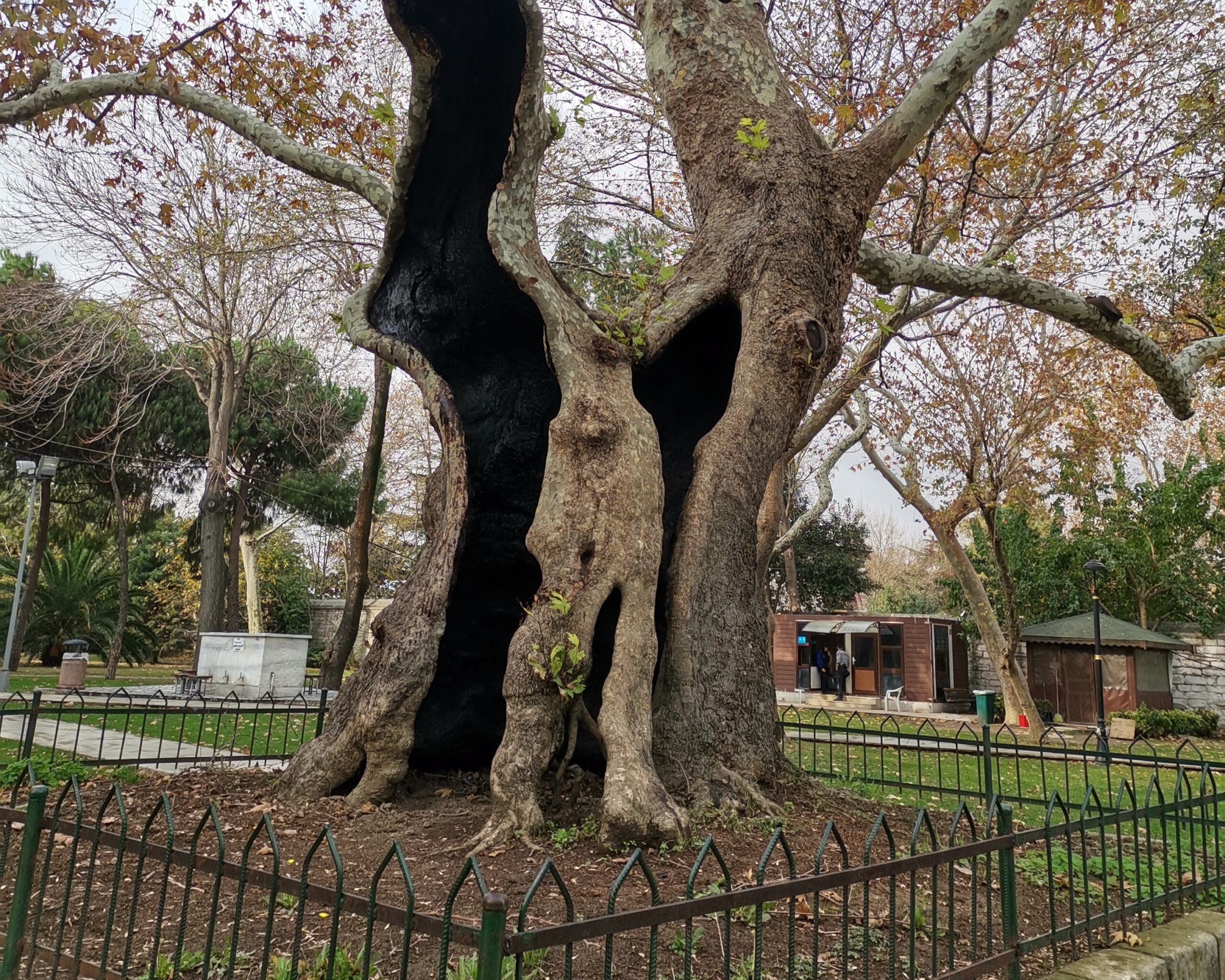ormancılık, Anıt Ağaç