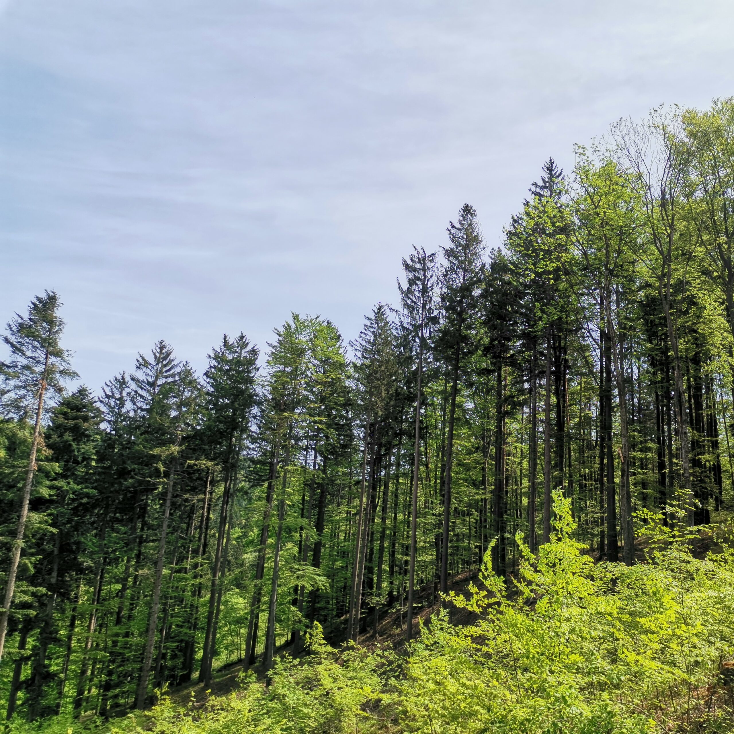 ÖZEL ORMAN AMENAJMANI